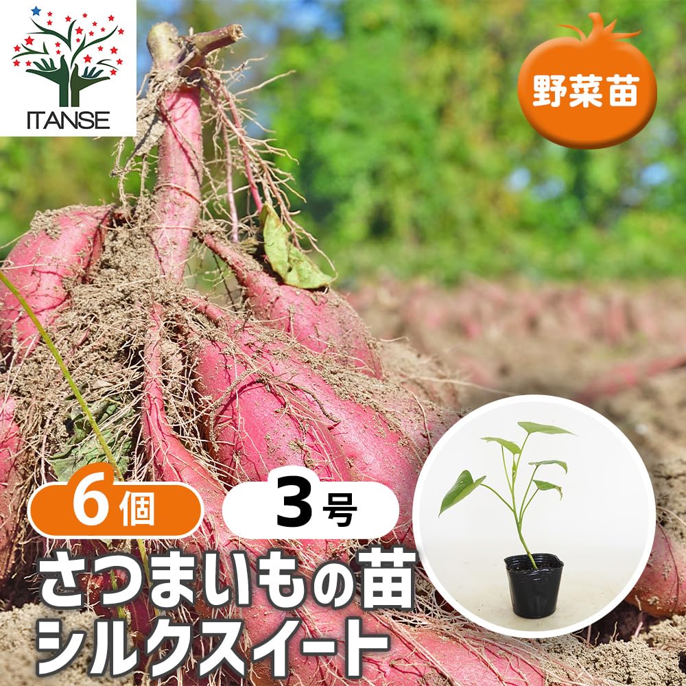 Amazon.co.jp: ITANSE さつまいもの苗 シルクスイート 3号 6個